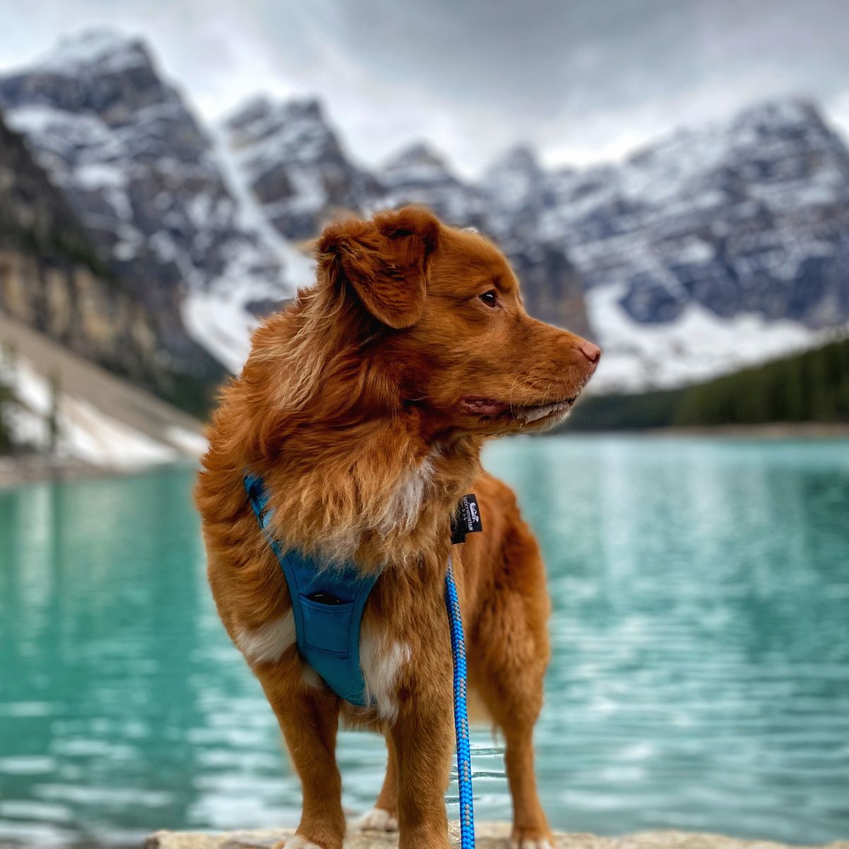 Rocky Mountain Dog Mountain Lakes Dog Rope 狗帶 主產品圖