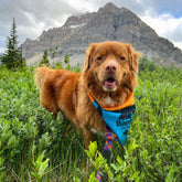 Rocky Mountain Dog Banff Bandana 狗狗用品 主產品圖