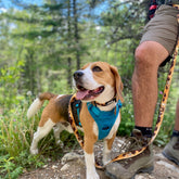 Rocky Mountain Dog Yellowstone All Mountain 狗帶 主產品圖