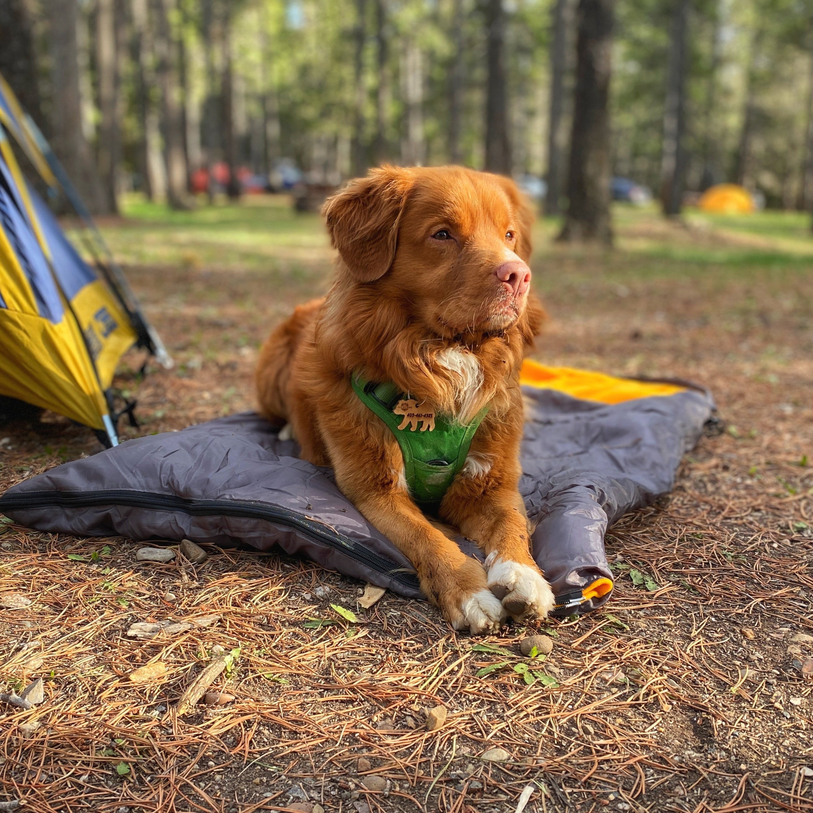 Rocky Mountain Dog Yukon Dog Sleeping Bag 狗狗用品 主產品圖