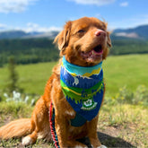 Rocky Mountain Dog Jasper National Park 狗狗頭巾 主產品圖