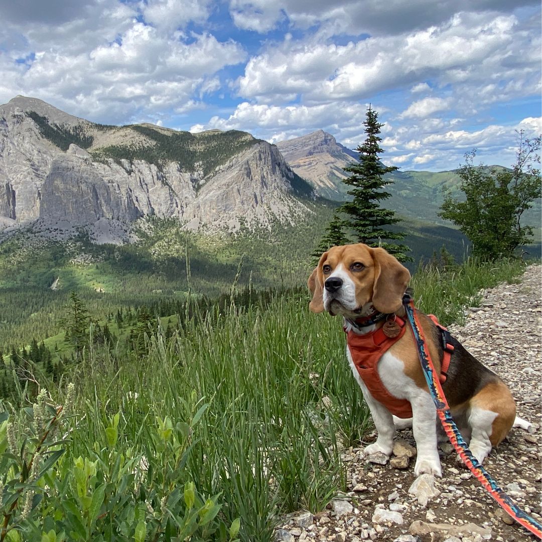 Rocky Mountain Dog Banff All Mountain 狗帶 產品細節圖 2