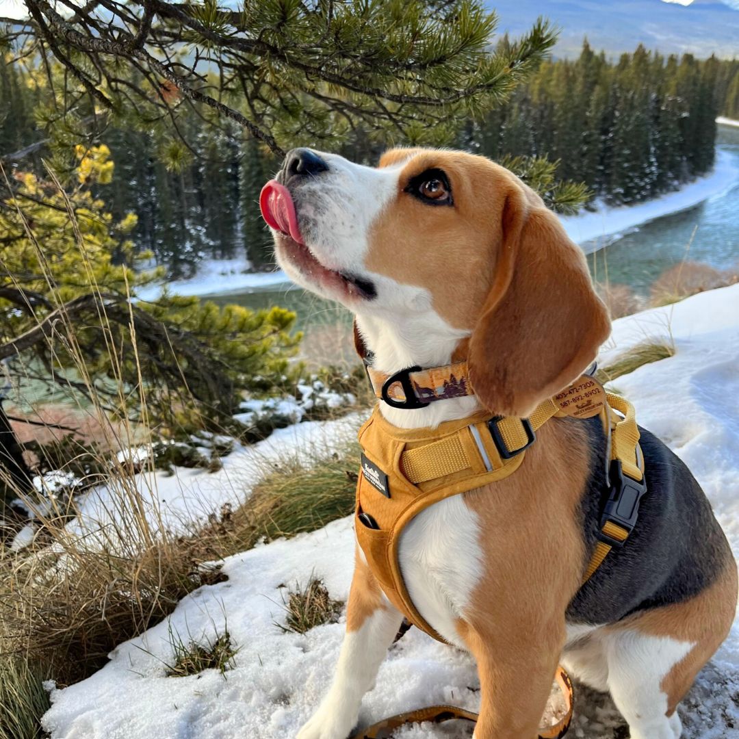 Rocky Mountain Dog Yellowstone Alpine Collar 狗狗用品 產品細節圖 2