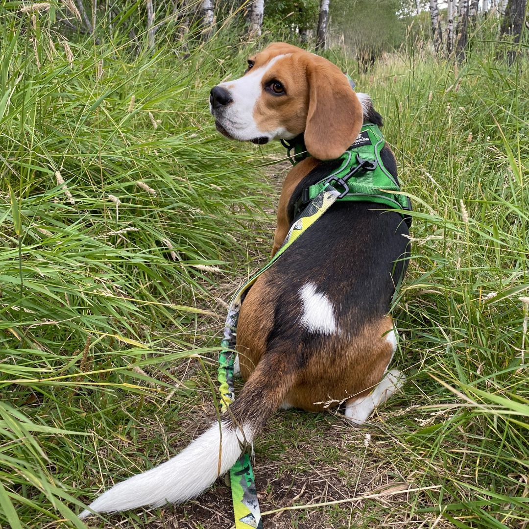 Rocky Mountain Dog Kootenay All Mountain 狗帶 產品細節圖 2