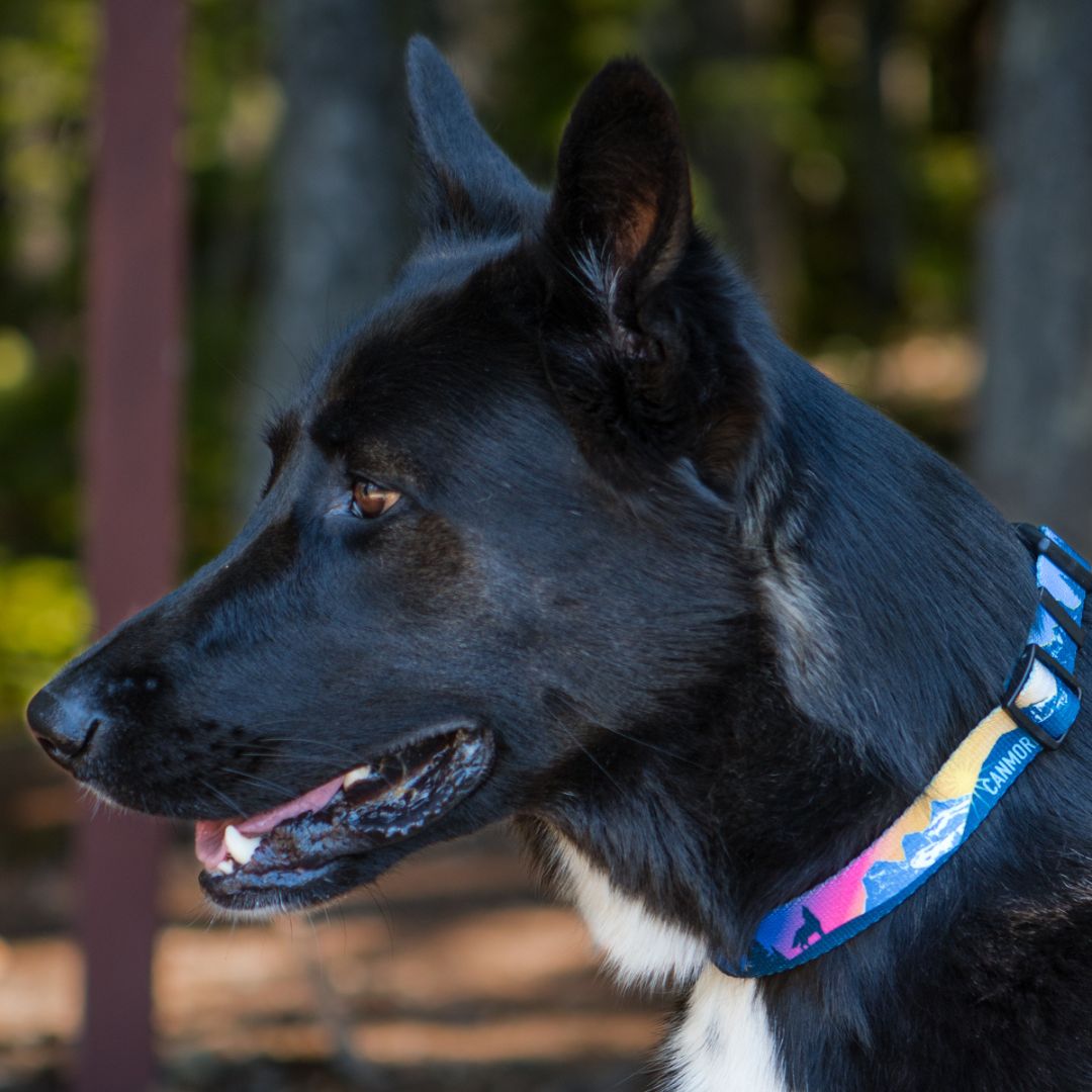 Rocky Mountain Dog V2 Canmore Alpine 狗頸圈 產品細節圖 2