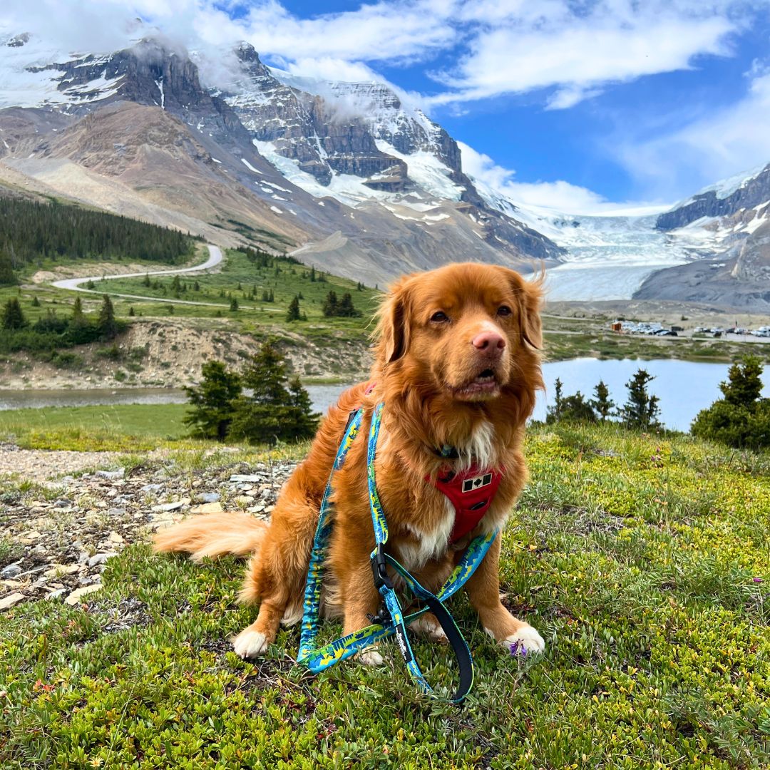Rocky Mountain Dog Jasper All Mountain 狗帶 產品細節圖 2