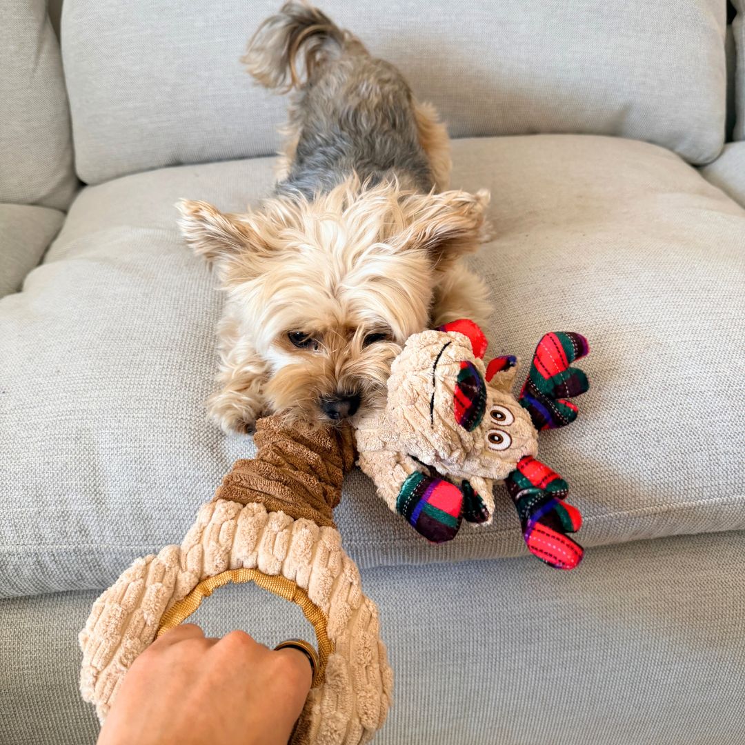 Rocky Mountain Dog Goofy Moose Stretchy 狗狗玩具 產品細節圖 2