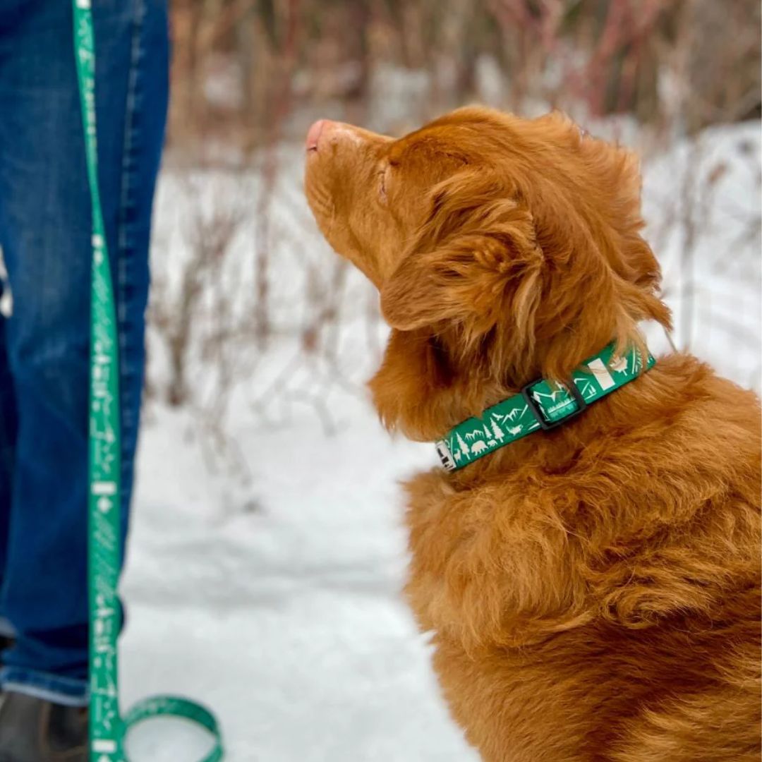 Rocky Mountain Dog (Used) Canadian Rockies 狗頸圈 產品細節圖 2
