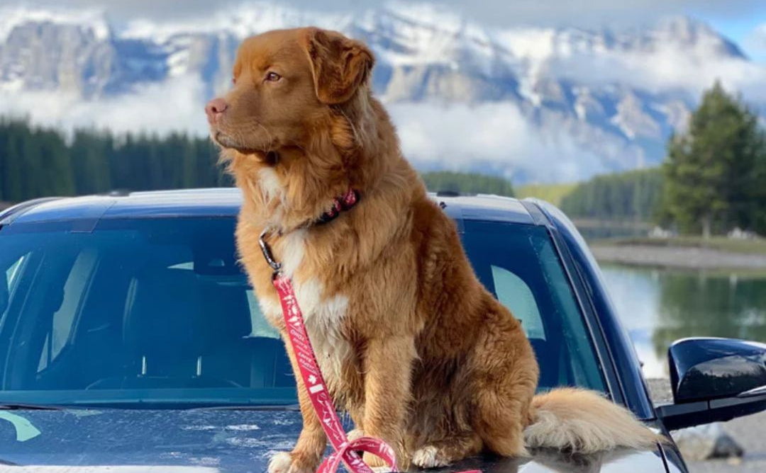 Rocky Mountain Dog (Used) Canadian Rockies 狗帶 產品細節圖 2