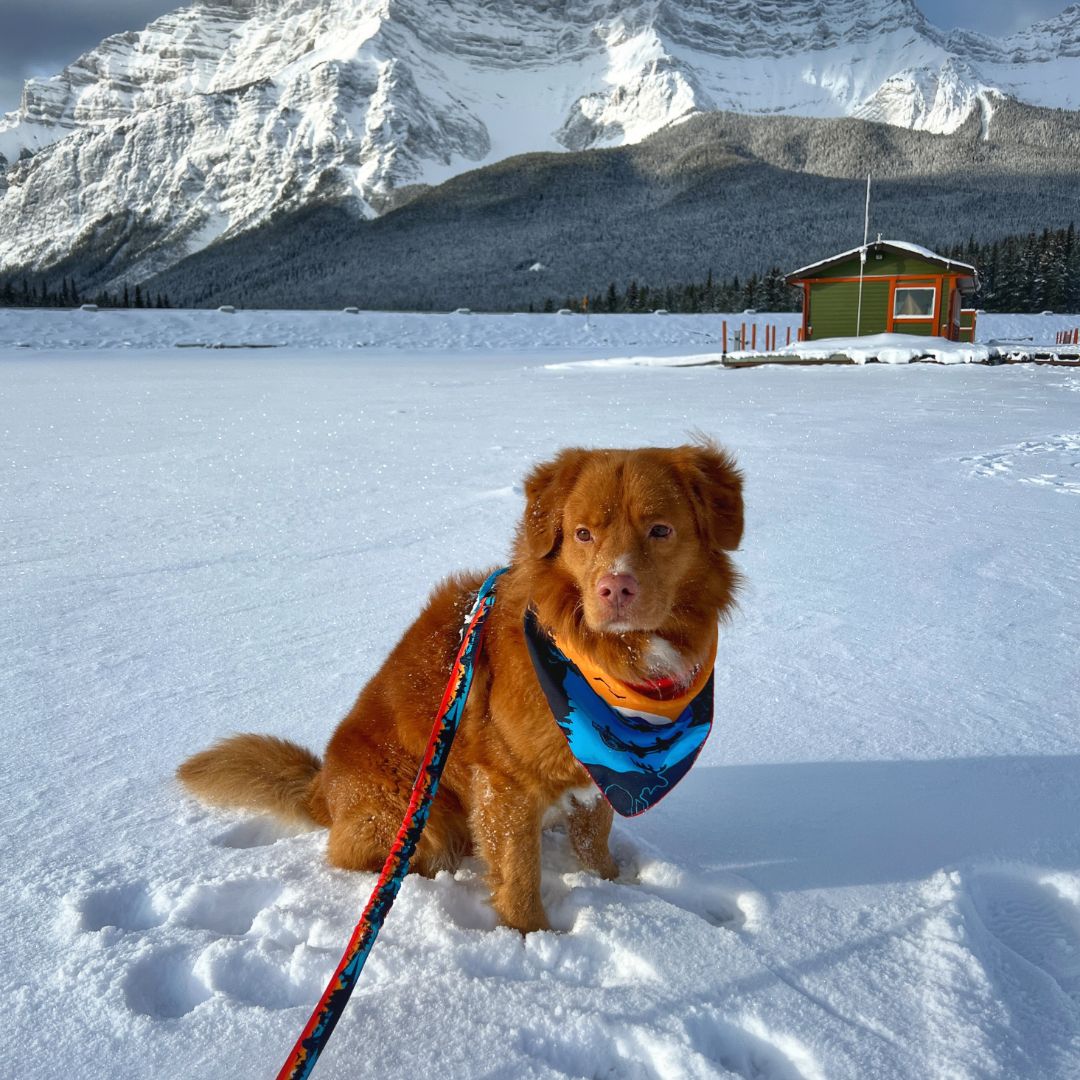 Rocky Mountain Dog Banff All Mountain 狗帶 產品細節圖 3