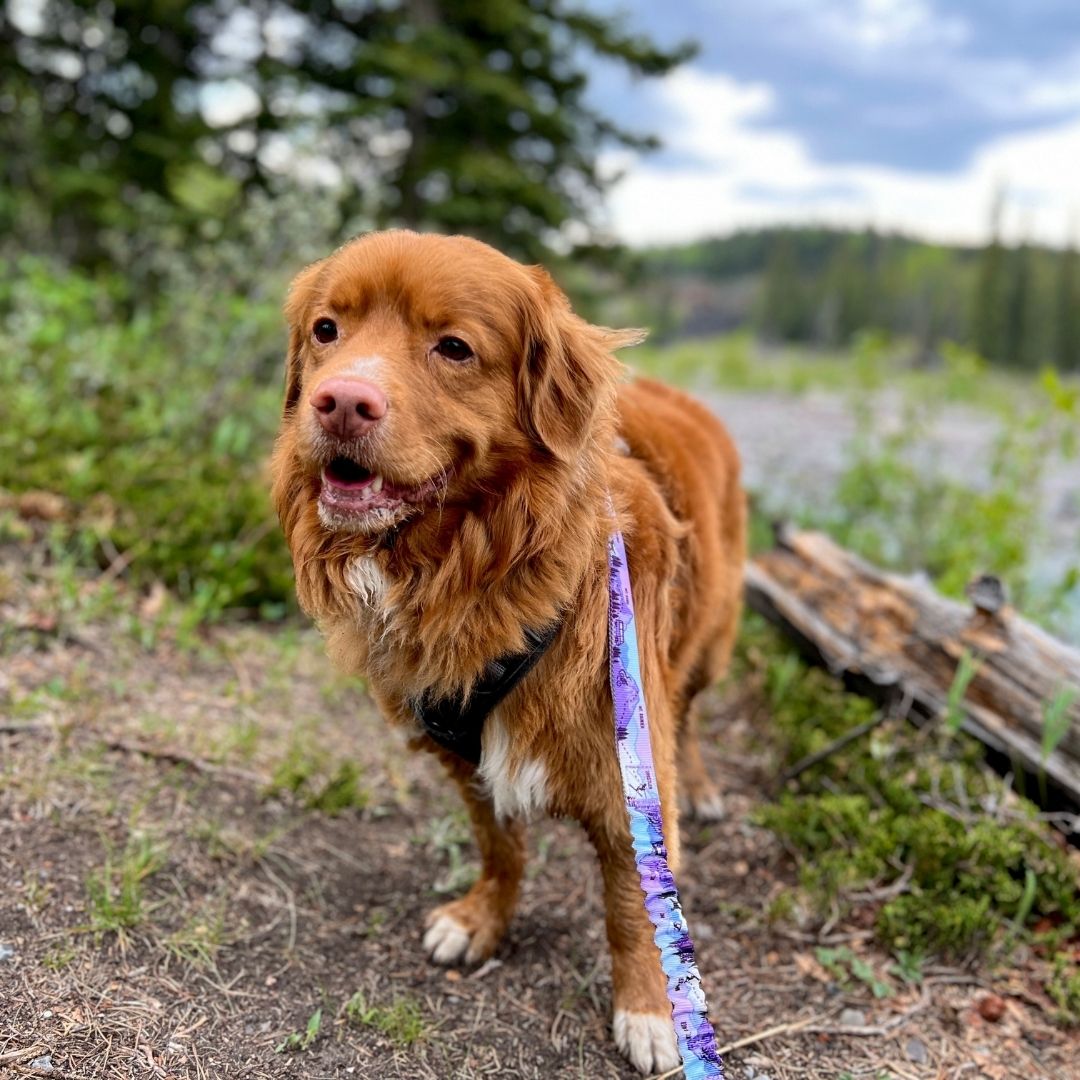 Rocky Mountain Dog PNW Alpine 狗頸圈 產品細節圖 3