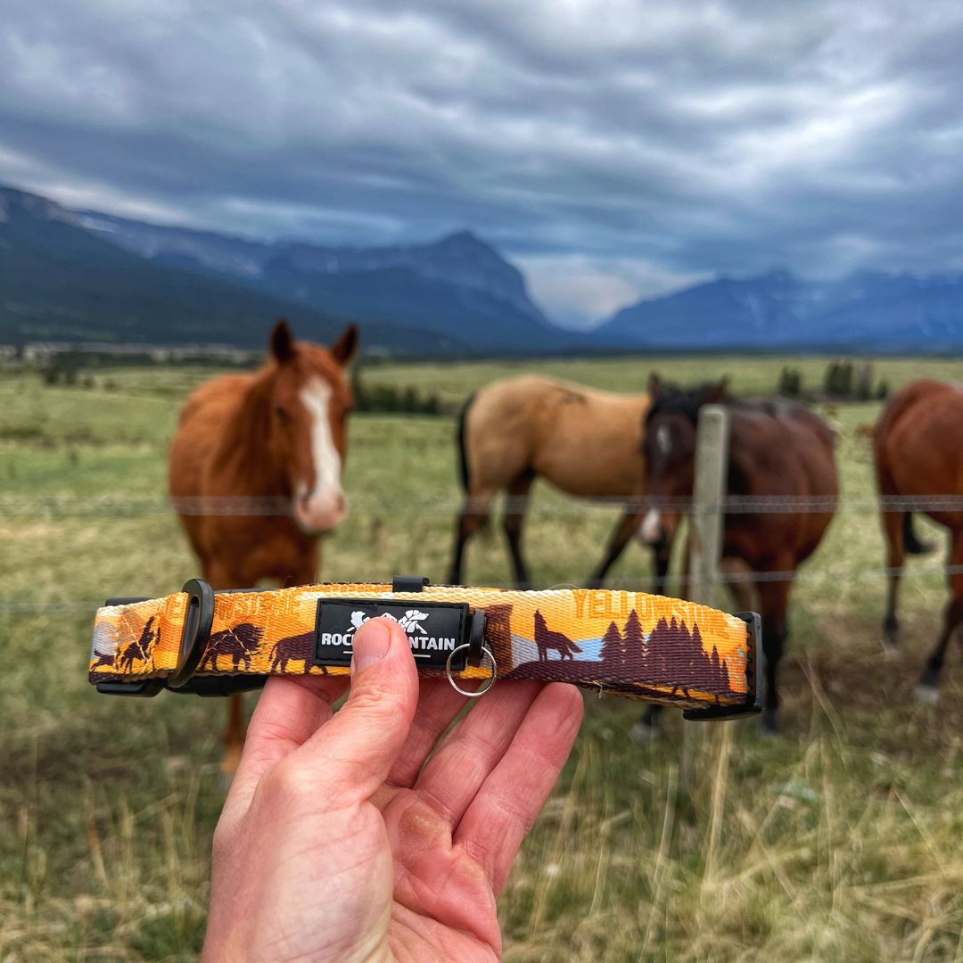 Rocky Mountain Dog Yellowstone Alpine Collar 狗狗用品 產品細節圖 3