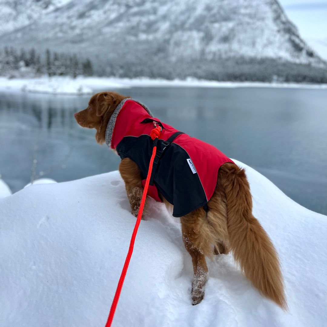 Rocky Mountain Dog Glacier Insulated Dog Parka (Winter Dog 狗狗外套) 產品細節圖 3