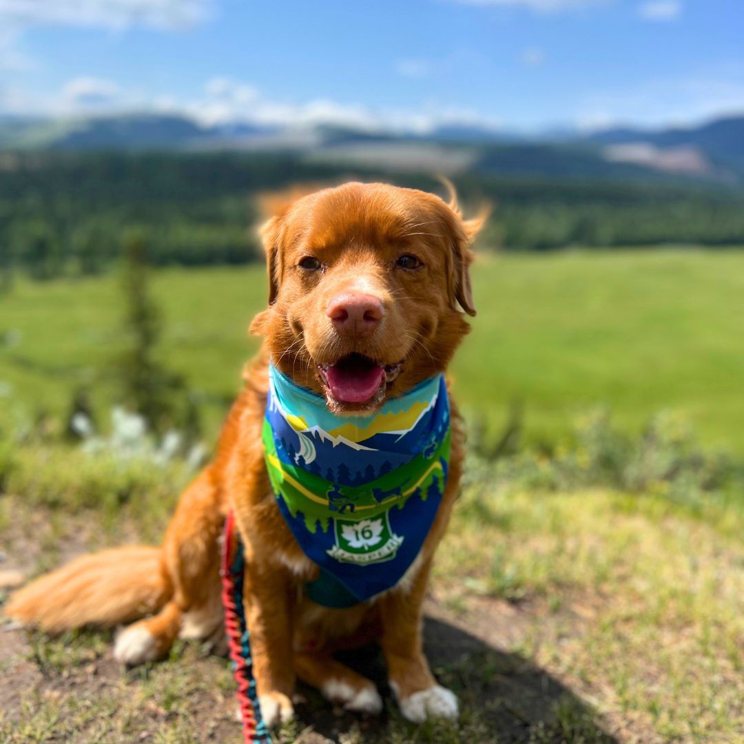 Rocky Mountain Dog Jasper National Park 狗狗頭巾 產品細節圖 3