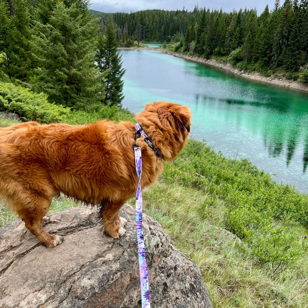 Rocky Mountain Dog PNW Alpine 狗頸圈 產品細節圖 4