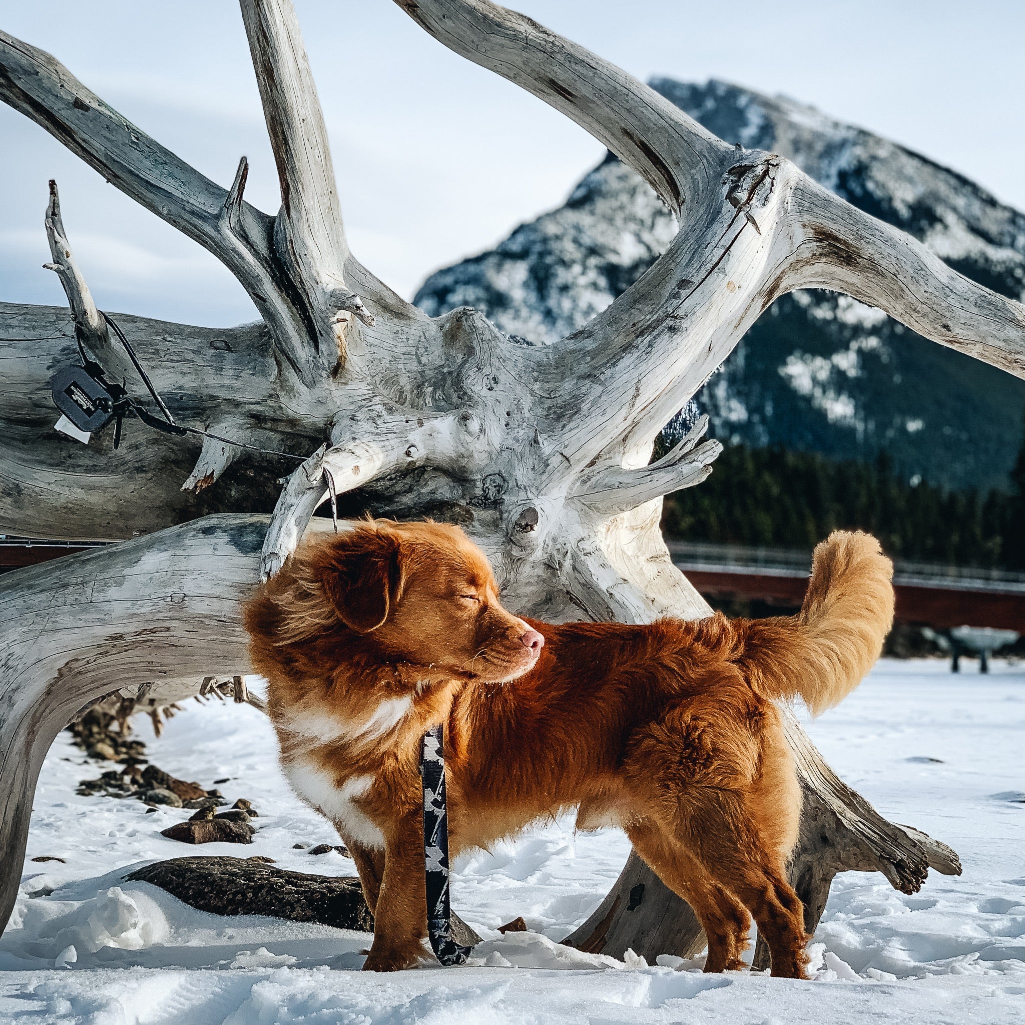 Rocky Mountain Dog The Grizzly All Mountain 狗帶 產品細節圖 4