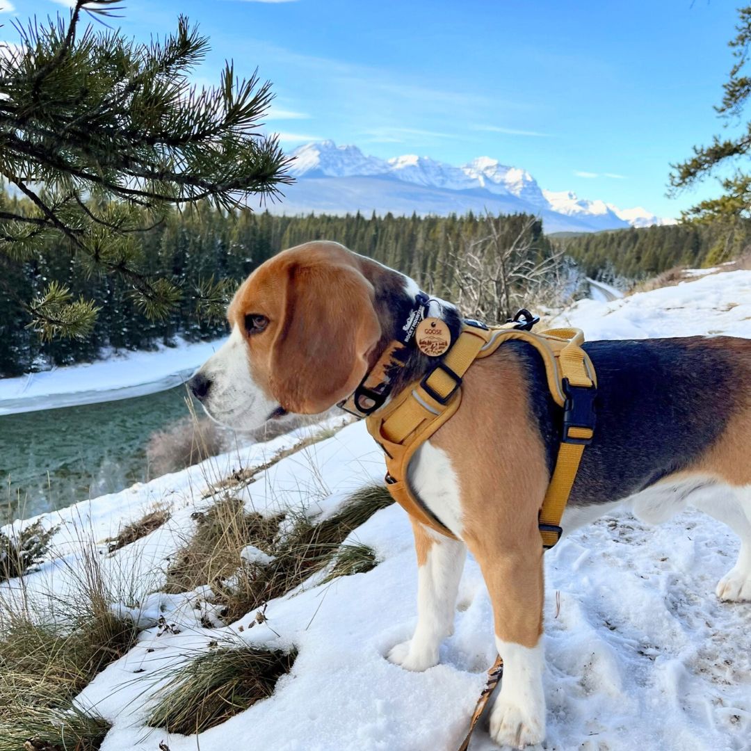 Rocky Mountain Dog Yellowstone Alpine Collar 狗狗用品 產品細節圖 4