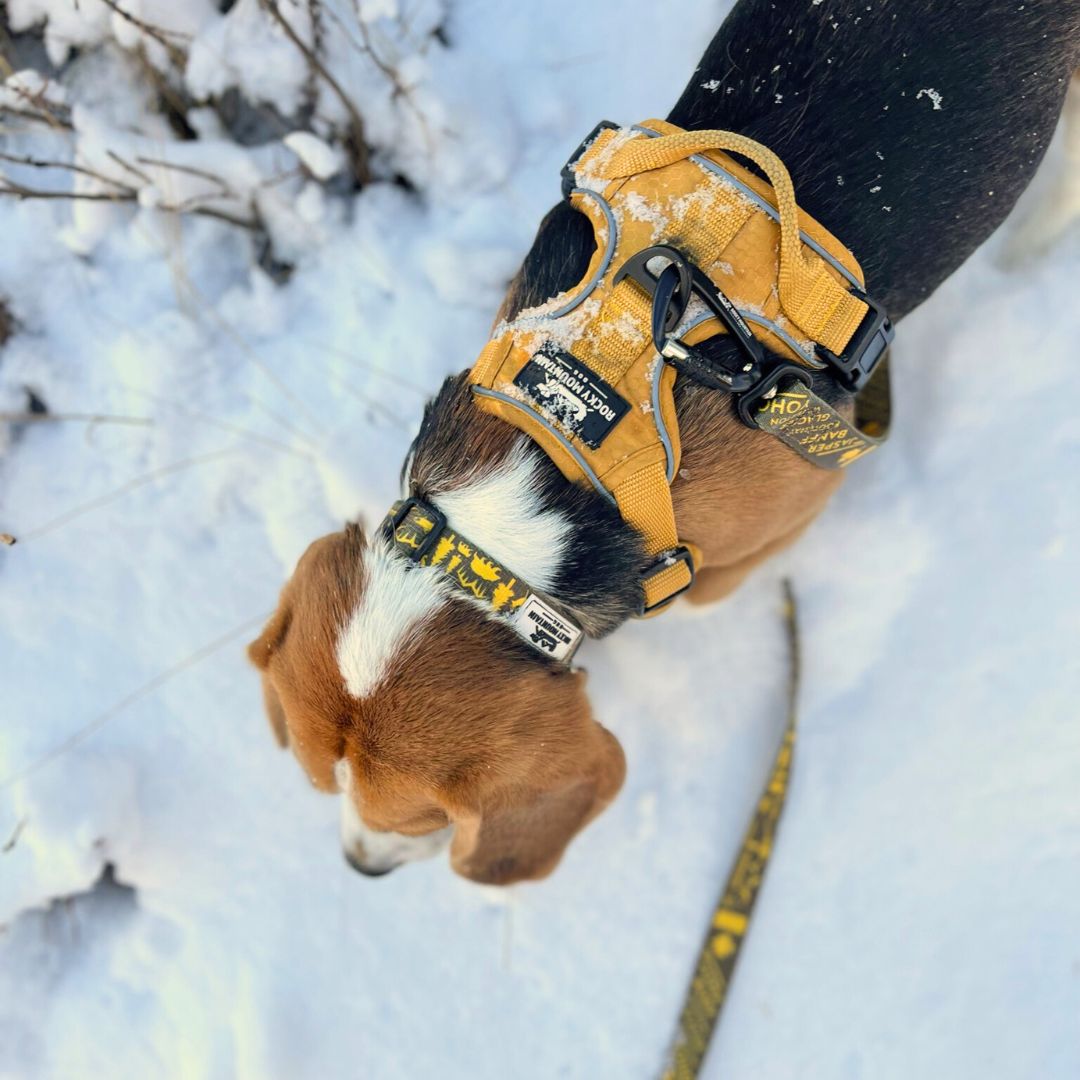 Rocky Mountain Dog Canadian Rockies 狗頸圈s 產品細節圖 5