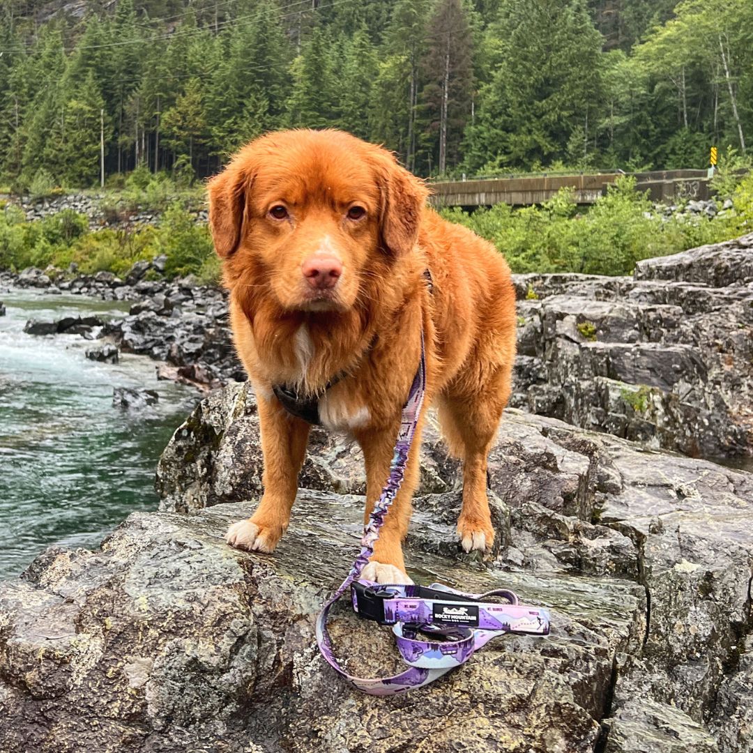 Rocky Mountain Dog PNW All Mountain 狗帶 產品細節圖 5