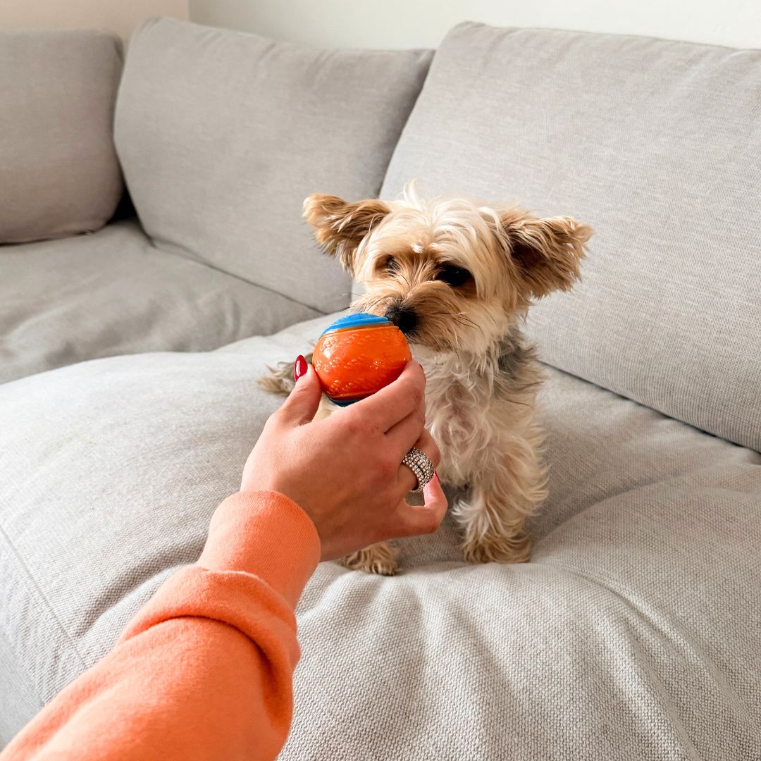 Rocky Mountain Dog Rocky Mountain 狗狗玩具 Ball 產品細節圖 5