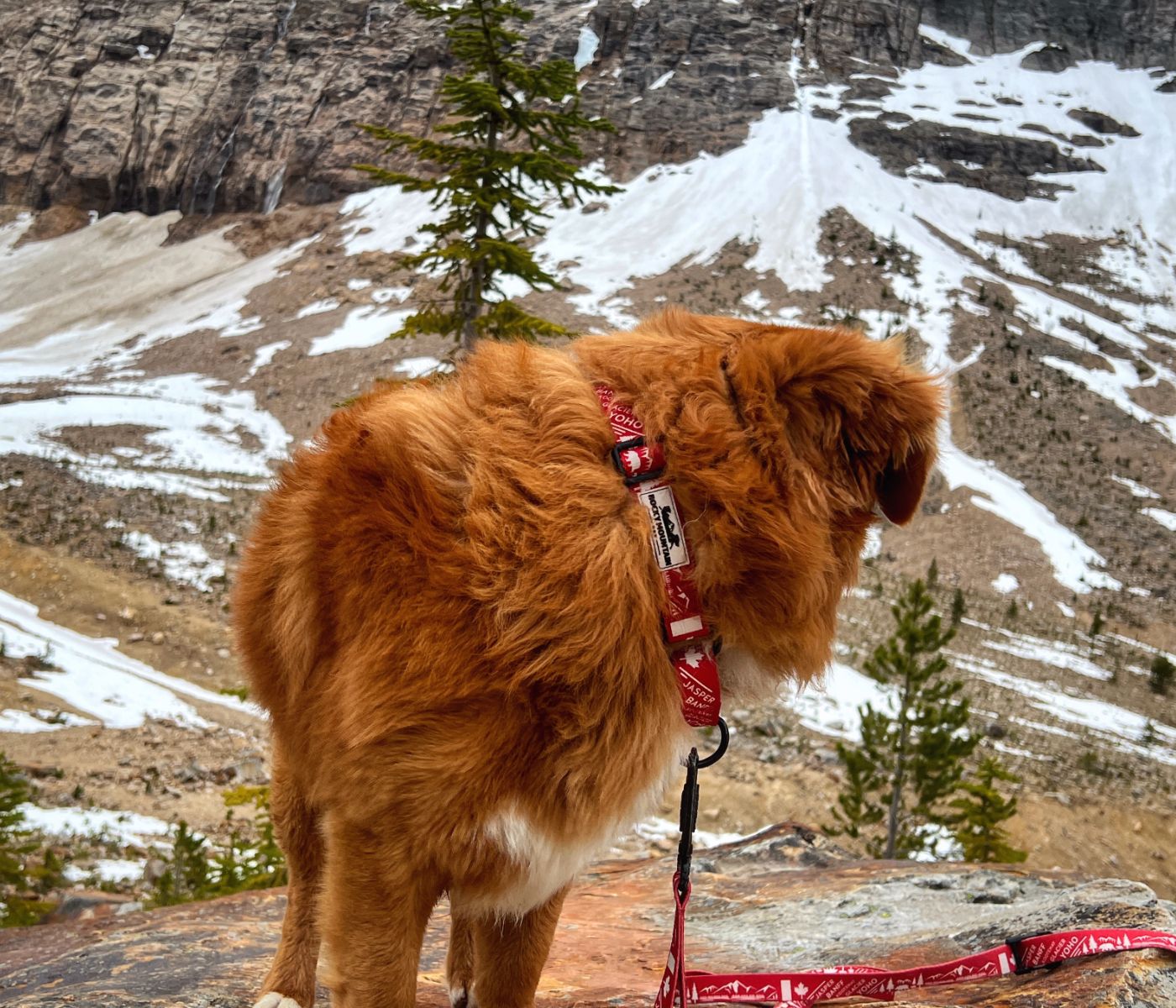 Rocky Mountain Dog Canadian Rockies Martingale Clip Collar 狗狗用品 產品細節圖 6