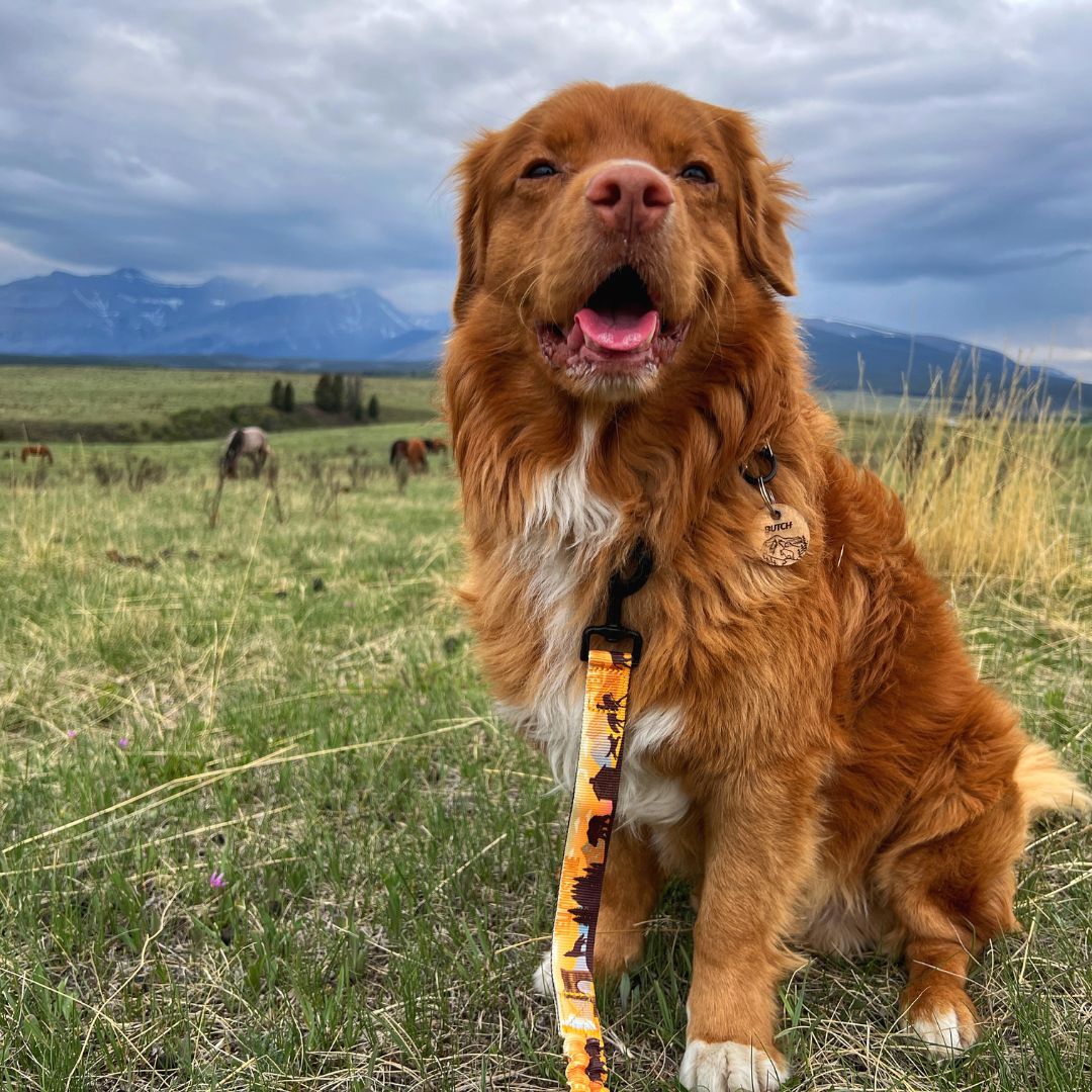 Rocky Mountain Dog Yellowstone Alpine Collar 狗狗用品 產品細節圖 6
