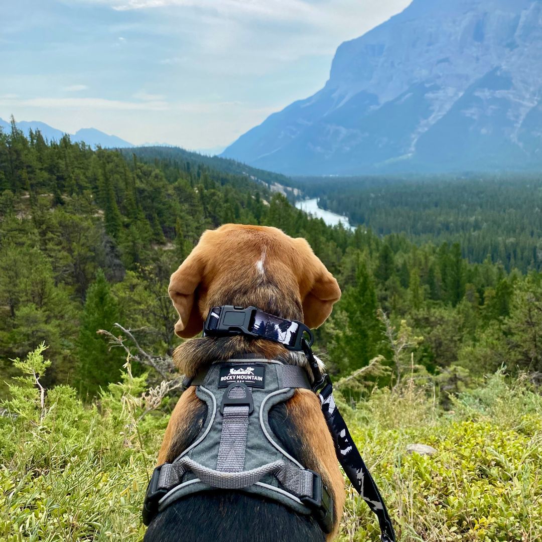 Rocky Mountain Dog The Grizzly Alpine 狗頸圈 產品細節圖 6