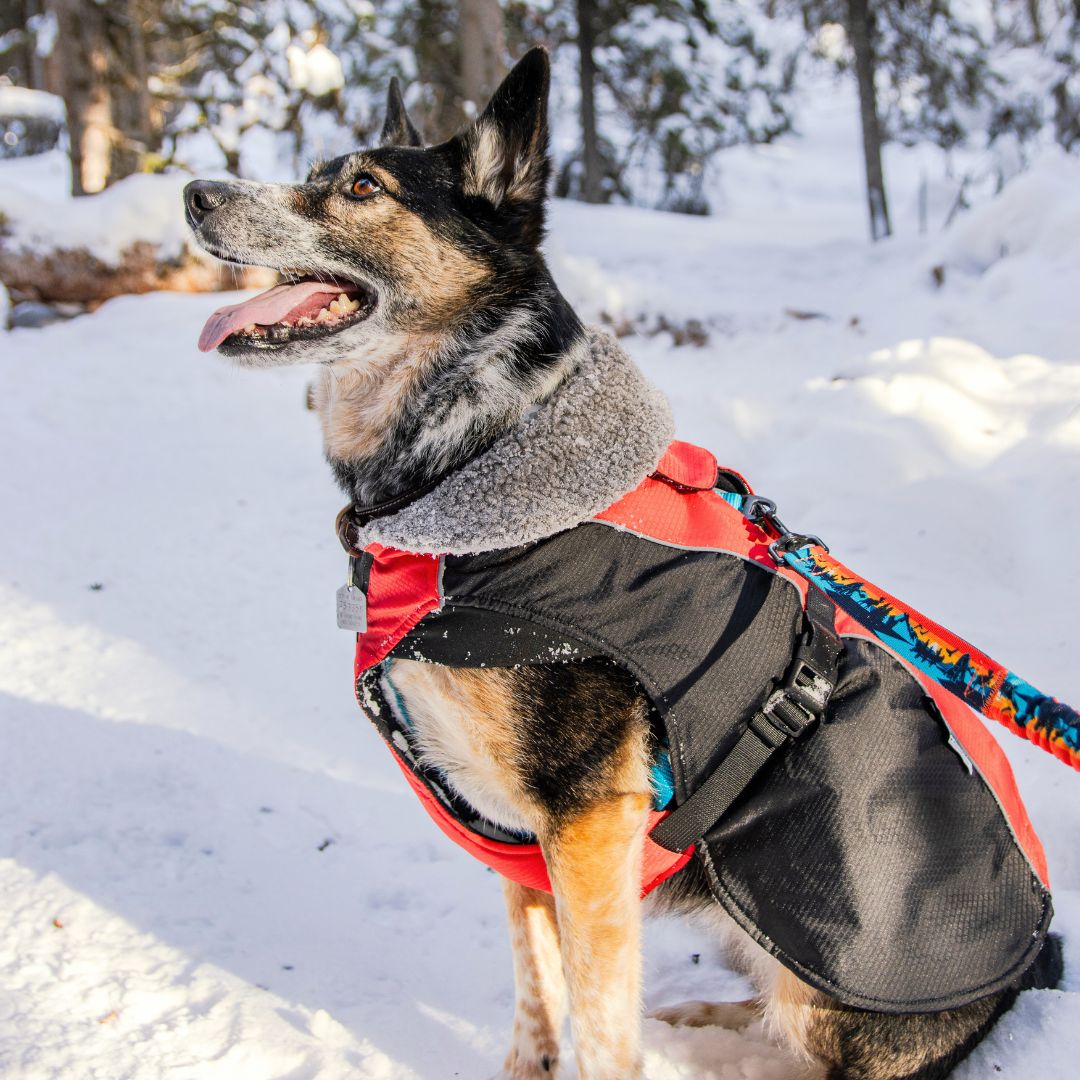 Rocky Mountain Dog Glacier Insulated Dog Parka (Winter Dog 狗狗外套) 產品細節圖 6