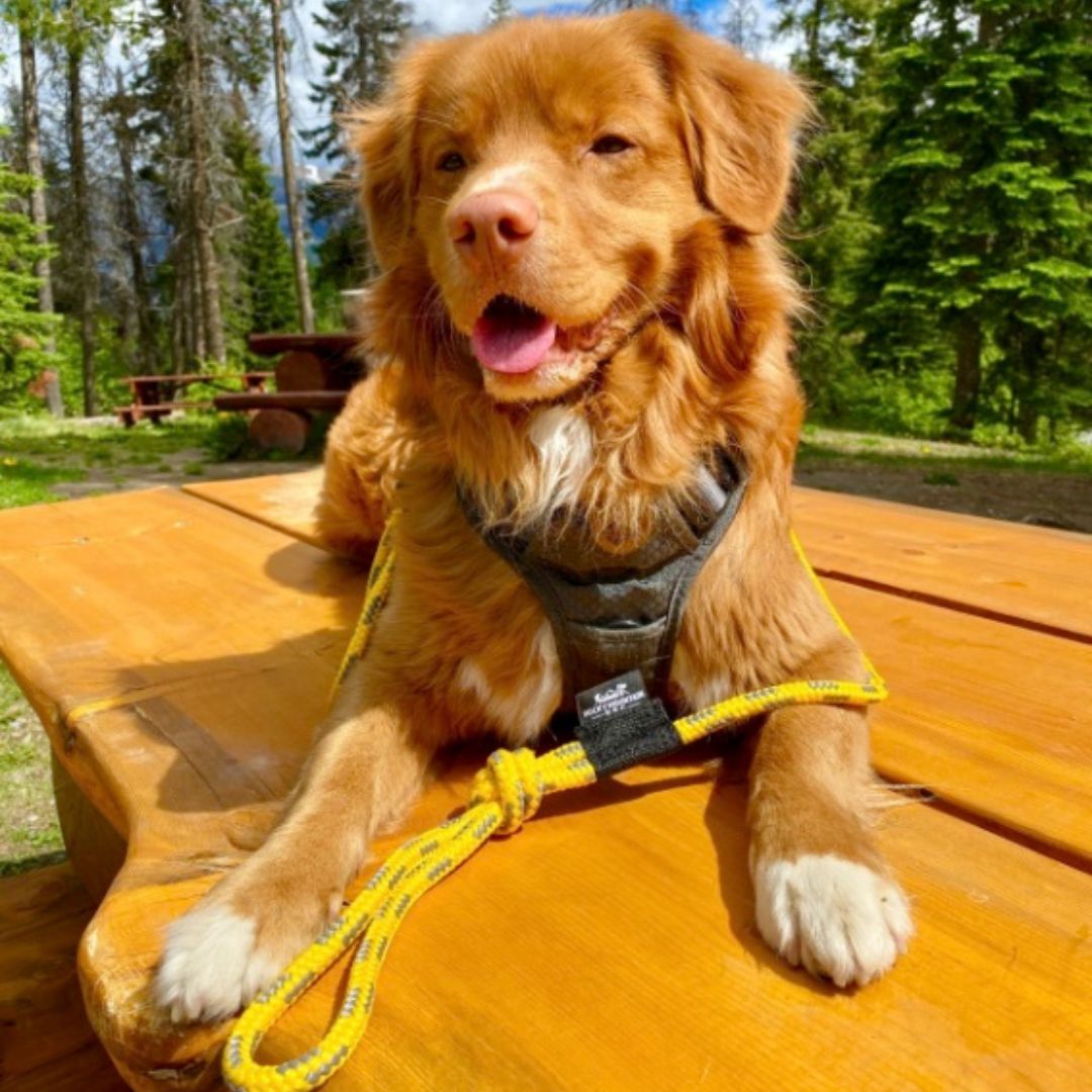 Rocky Mountain Dog Mountain Lakes Dog Rope 狗帶 產品細節圖 6