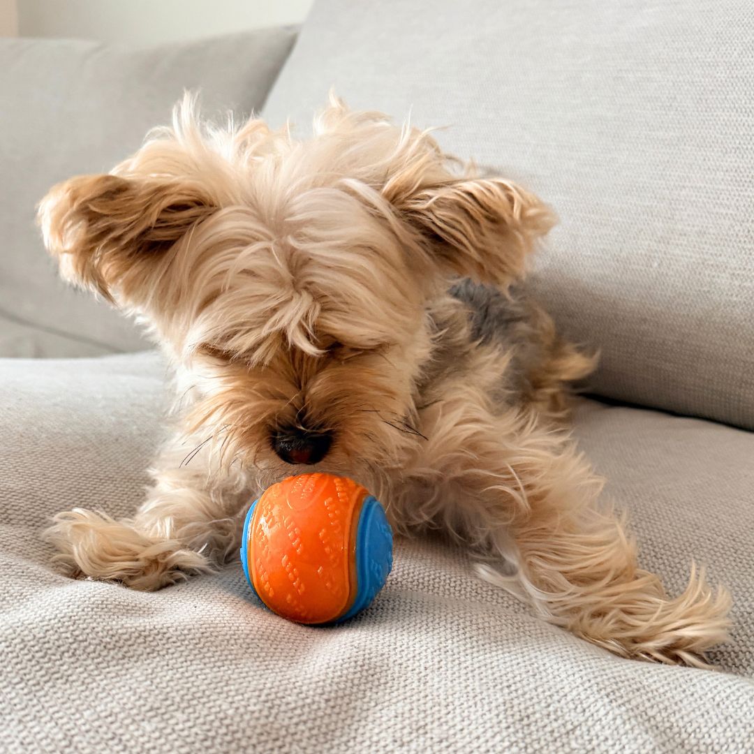 Rocky Mountain Dog Rocky Mountain 狗狗玩具 Ball 產品細節圖 6
