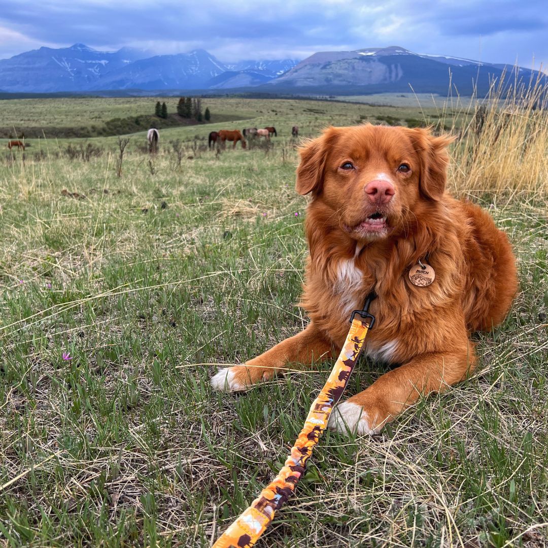 Rocky Mountain Dog Yellowstone All Mountain 狗帶 產品細節圖 7