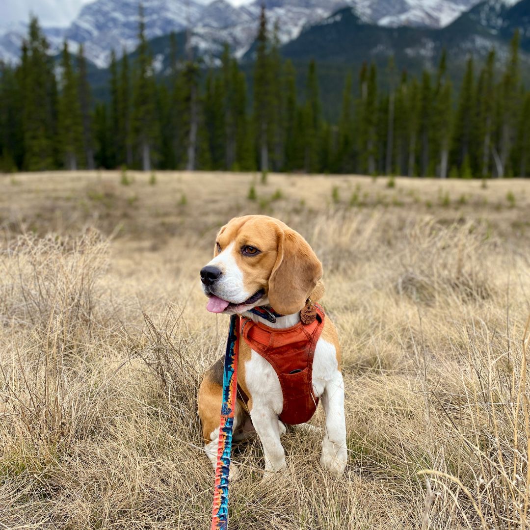 Rocky Mountain Dog Banff All Mountain 狗帶 產品細節圖 7