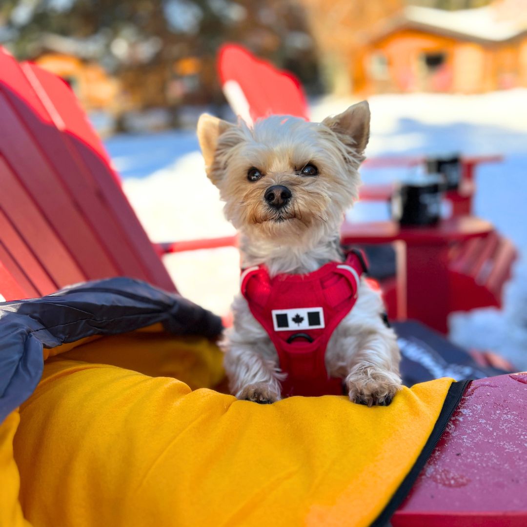 Rocky Mountain Dog Yukon Dog Sleeping Bag 狗狗用品 產品細節圖 7