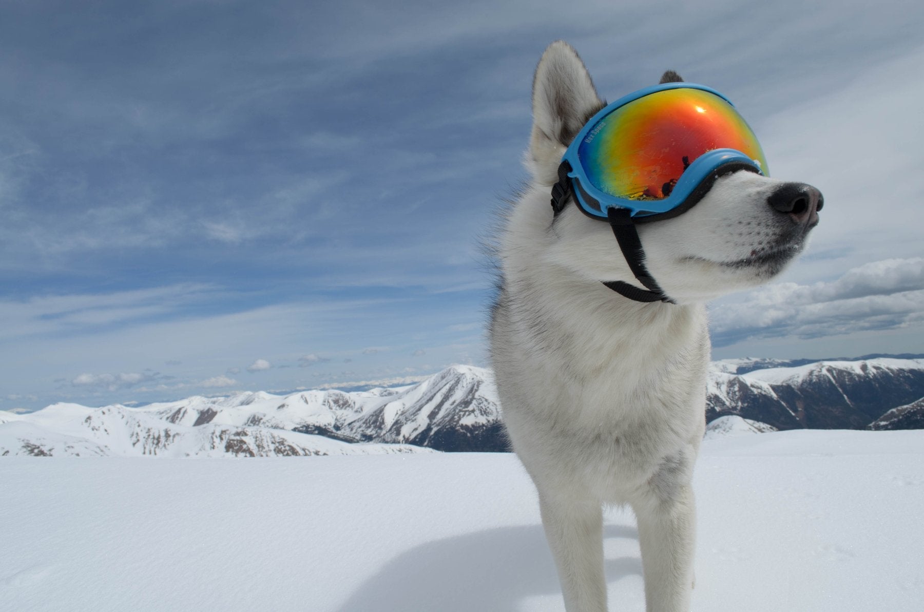 Rocky Mountain Dog V2 Small 狗狗護目鏡 產品細節圖 8