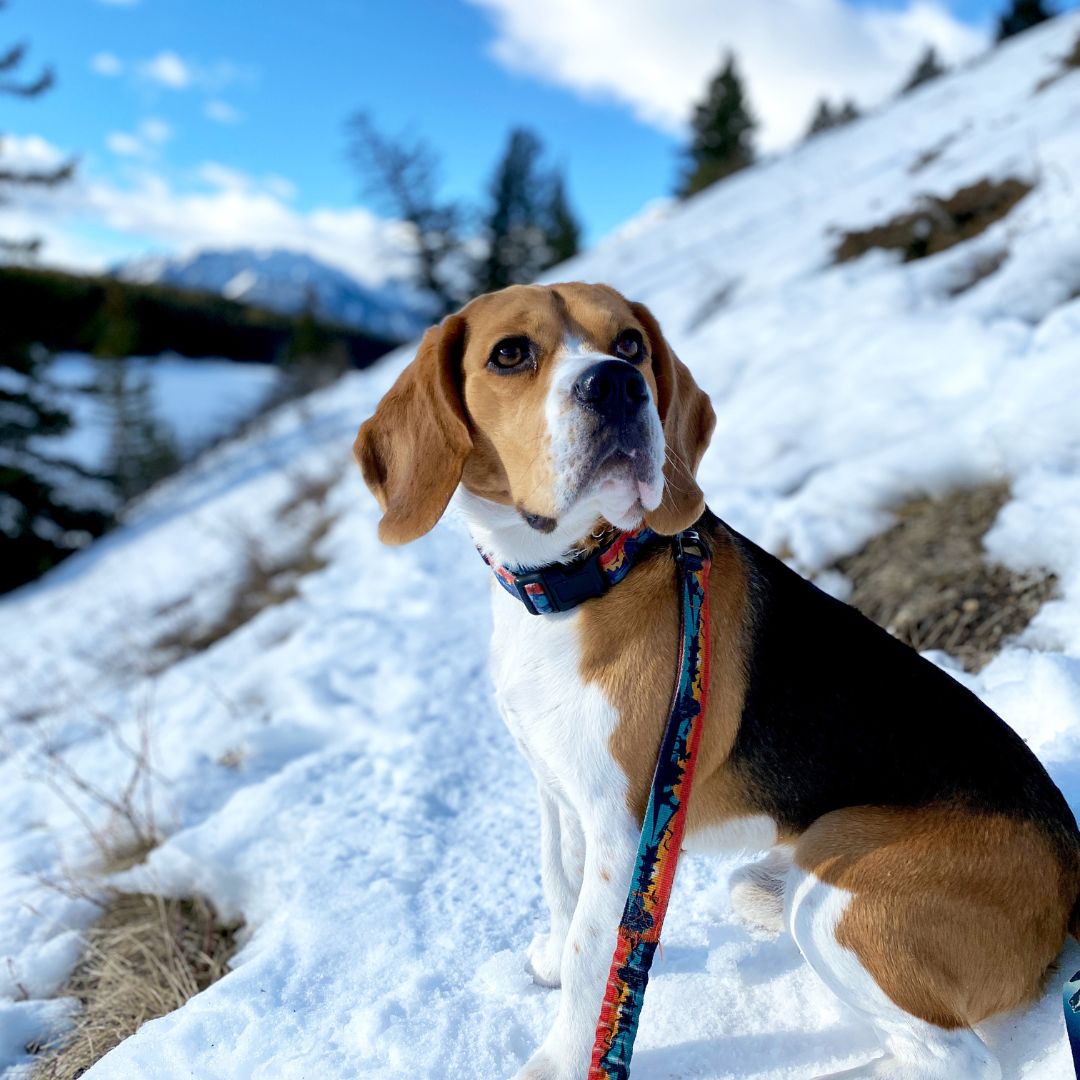 Rocky Mountain Dog Banff All Mountain 狗帶 產品細節圖 8