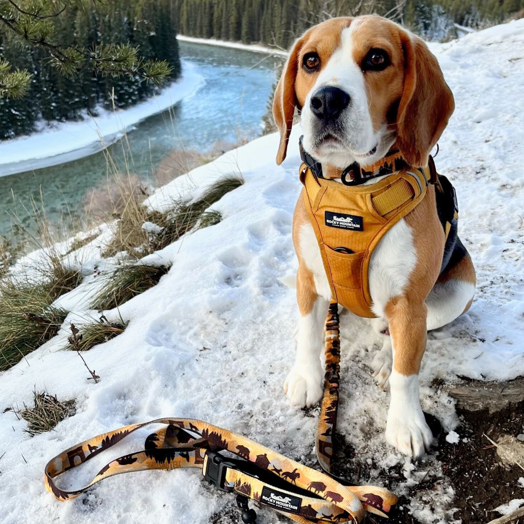 Rocky Mountain Dog Yellowstone All Mountain 狗帶 產品細節圖 8