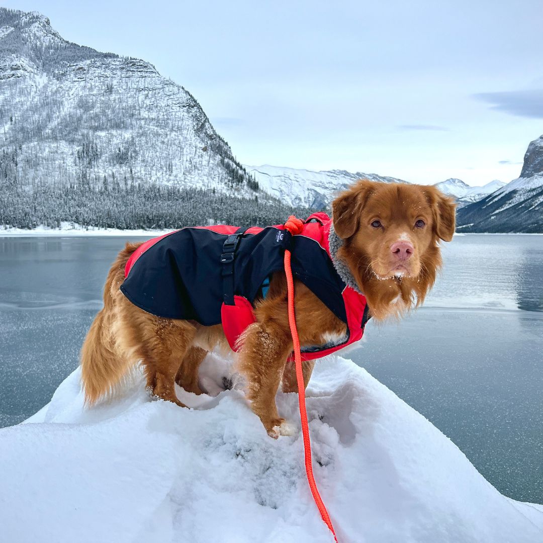 Rocky Mountain Dog Fernie Carabiner Dog Rope 狗帶 產品細節圖 8