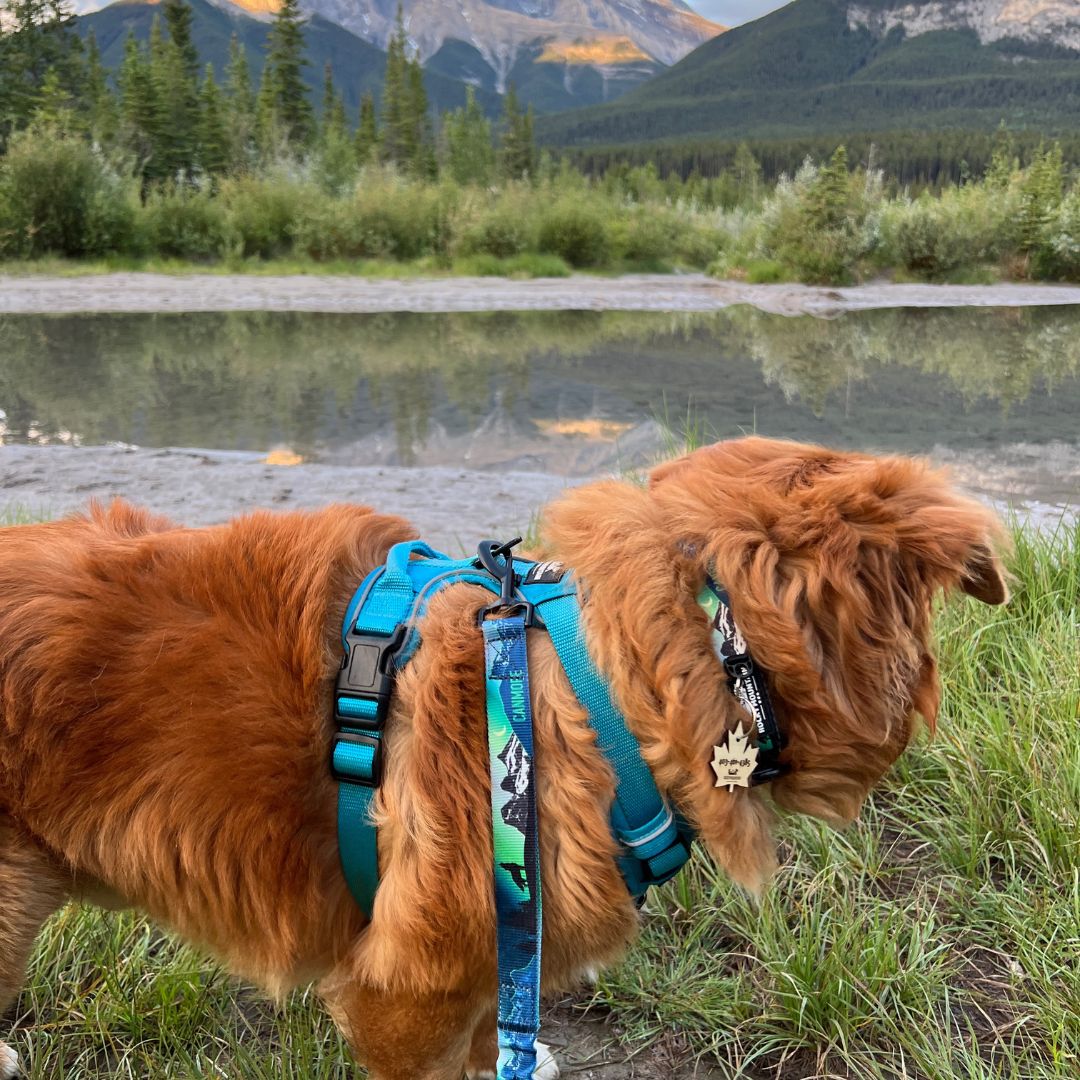 Rocky Mountain Dog V2 Canmore Alpine 狗頸圈 產品細節圖 8