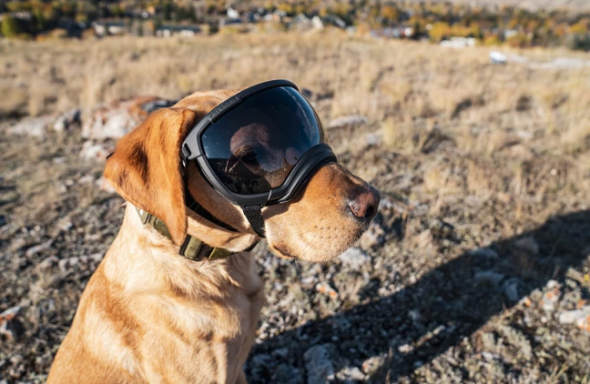 Rocky Mountain Dog V2 Extra Large 狗狗護目鏡 產品細節圖 9