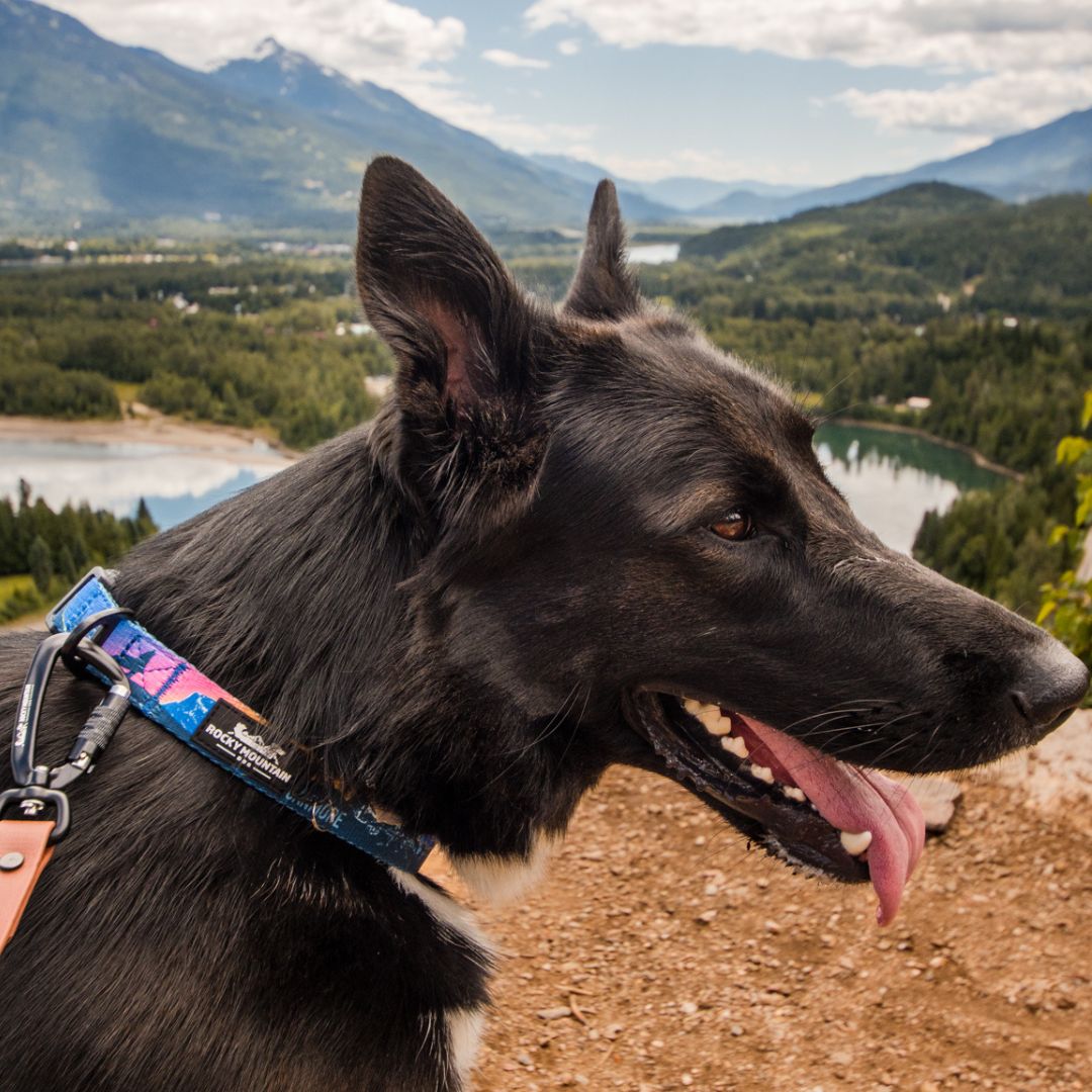 Rocky Mountain Dog V2 Canmore Alpine 狗頸圈 產品細節圖 9