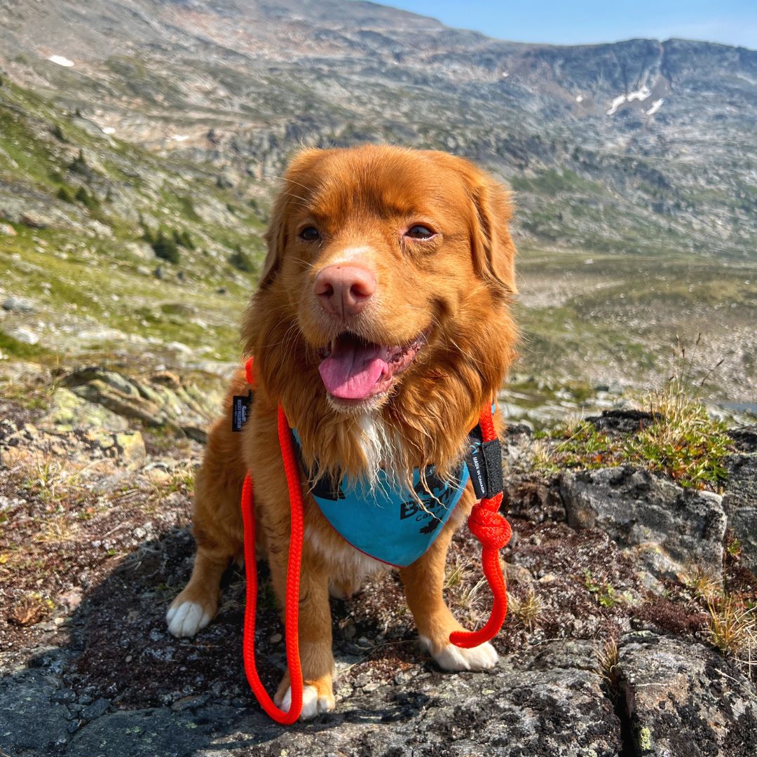 Rocky Mountain Dog Fernie Carabiner Dog Rope 狗帶 產品細節圖 9