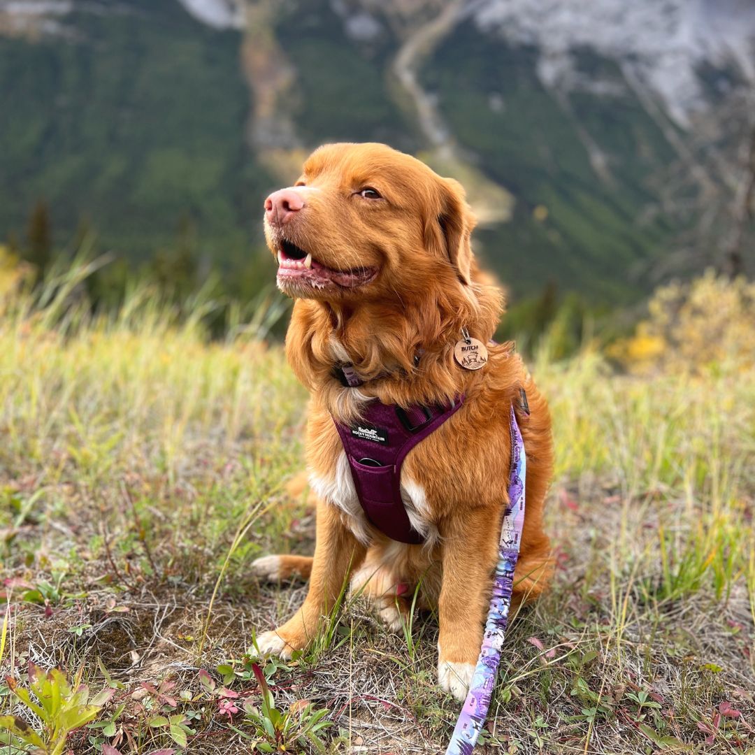 Rocky Mountain Dog Summit All|Terrain Dog 狗狗胸背帶 產品細節圖 10
