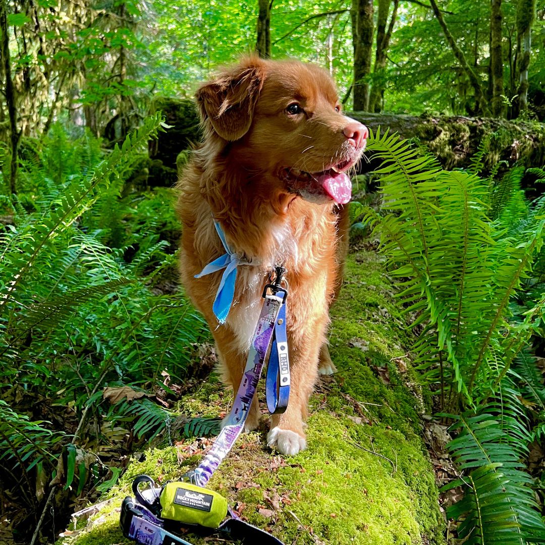Rocky Mountain Dog Biothane Dog Grab Handle 狗狗用品 產品細節圖 10