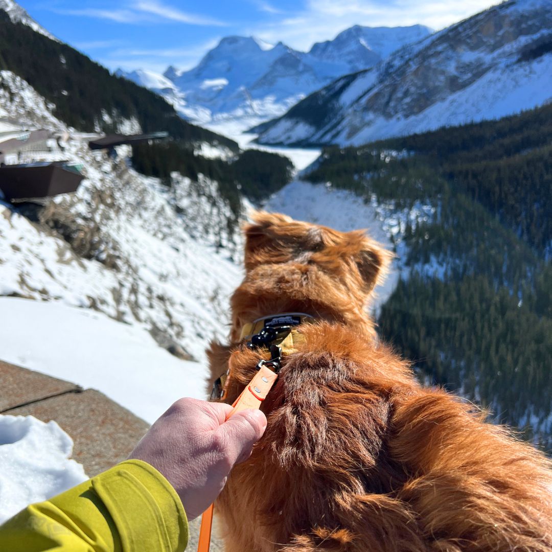 Rocky Mountain Dog Biothane Dog Grab Handle 狗狗用品 產品細節圖 11