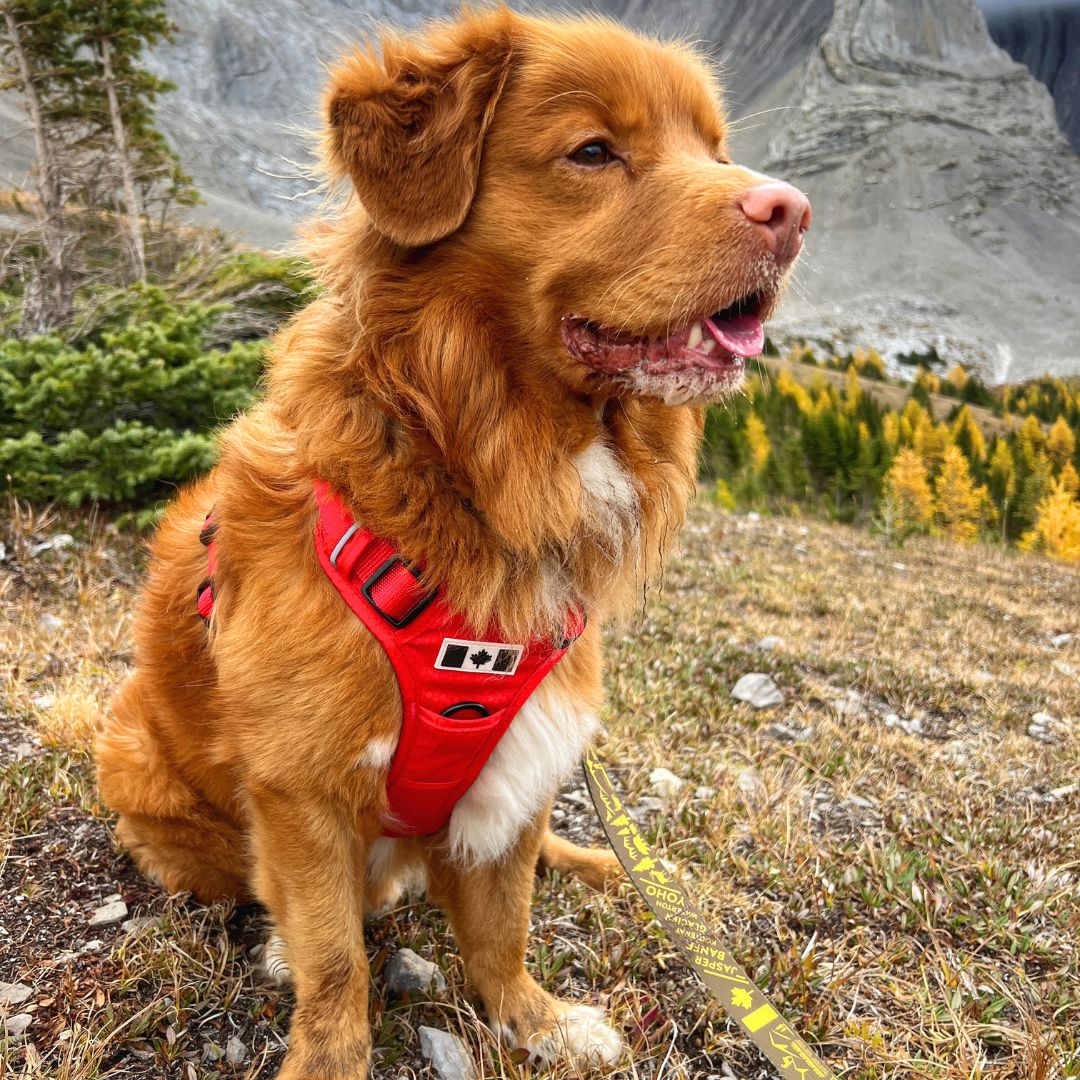 Rocky Mountain Dog Summit All|Terrain Dog 狗狗胸背帶 產品細節圖 11