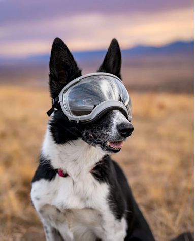 Rocky Mountain Dog V2 Medium 狗狗護目鏡 產品細節圖 13