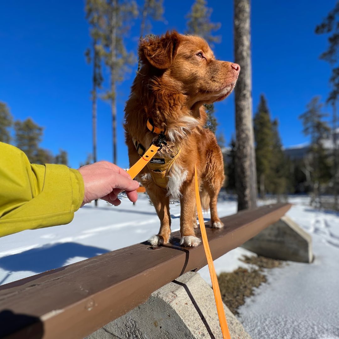 Rocky Mountain Dog Biothane Dog Grab Handle 狗狗用品 產品細節圖 13
