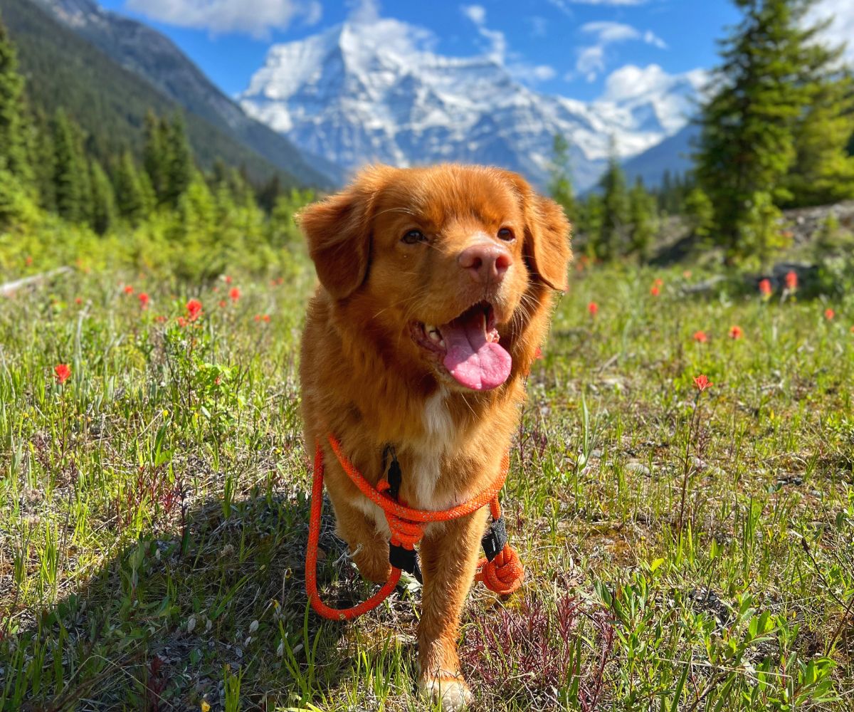 Rocky Mountain Dog Squamish Eco｜Friendly Dog Rope 狗帶 主產品圖