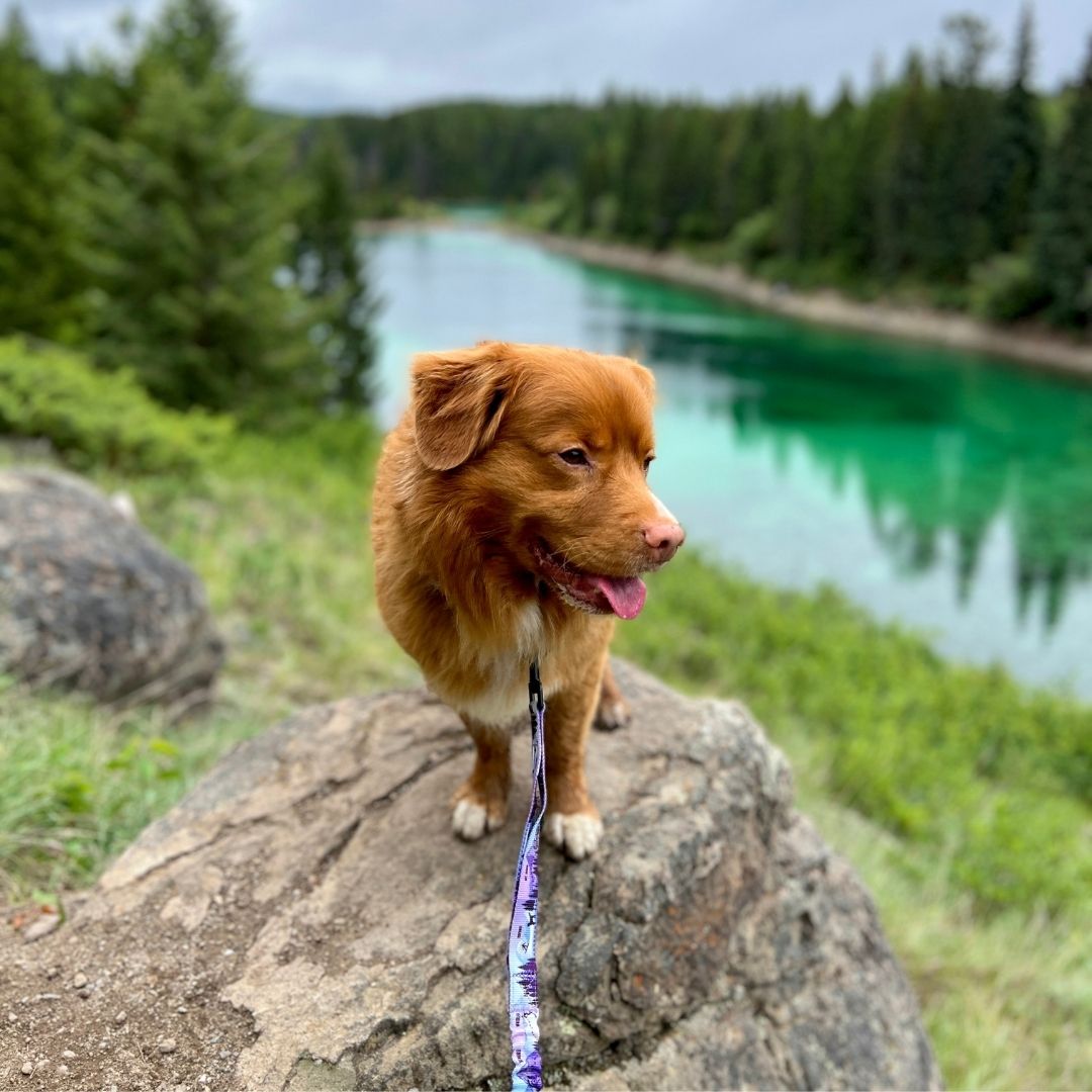 Rocky Mountain Dog PNW All Mountain 狗帶 主產品圖