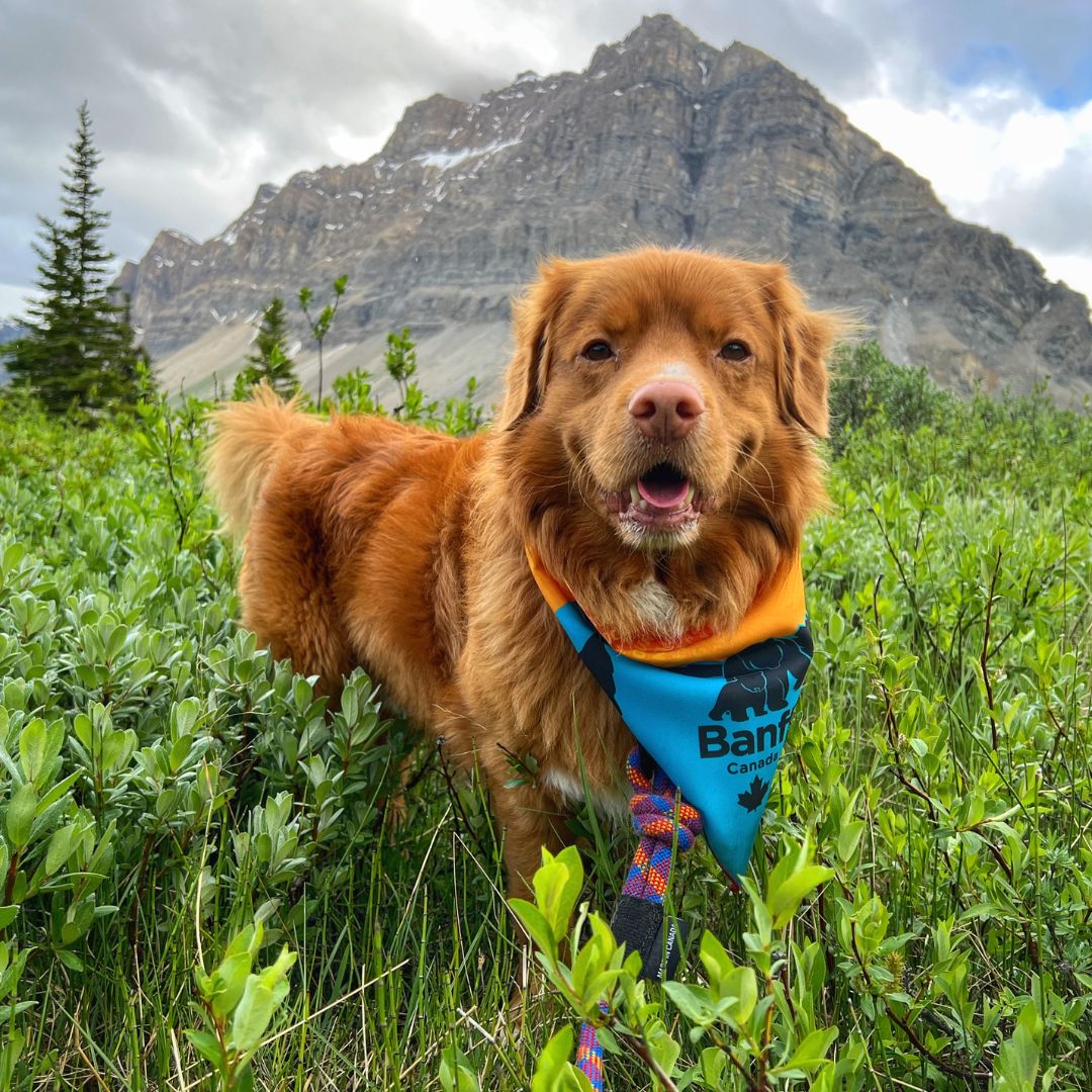 Rocky Mountain Dog Banff Bandana 狗狗用品 主產品圖